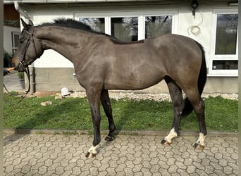 Oldenburg-International (OS), Gelding, 6 years, 16.1 hh, Smoky-Black