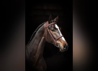 Oldenburg-International (OS), Gelding, 6 years, 16.2 hh, Bay-Dark