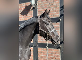 Oldenburg-International (OS), Gelding, 6 years, 16.2 hh, Black