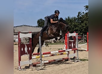Oldenburg-International (OS), Gelding, 6 years, 16.2 hh, Brown