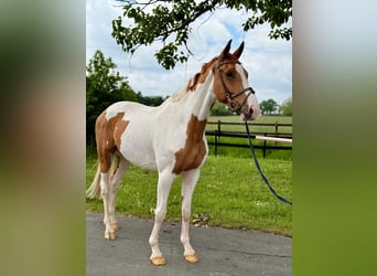 Oldenburg-International (OS), Gelding, 6 years, 16.2 hh, Pinto