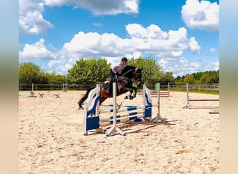 Oldenburg-International (OS), Gelding, 6 years, 16 hh, Bay-Dark