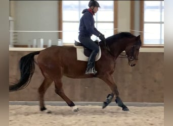 Oldenburg-International (OS), Gelding, 6 years, 16 hh, Brown