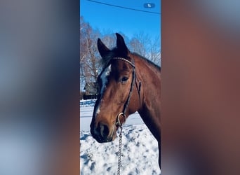 Oldenburg-International (OS), Gelding, 6 years, 16 hh, Brown