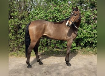 Oldenburg-International (OS), Gelding, 6 years, 16 hh, Brown