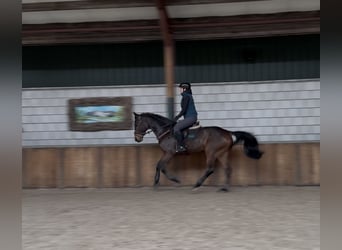 Oldenburg-International (OS), Gelding, 6 years, 16,1 hh, Bay-Dark