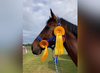 Oldenburg-International (OS), Gelding, 6 years, 16,1 hh, Brown
