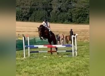 Oldenburg-International (OS), Gelding, 6 years, 16,1 hh, Brown