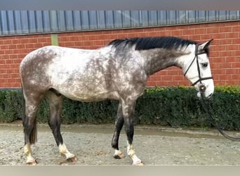 Oldenburg-International (OS), Gelding, 6 years, 16,1 hh, Grey-Dapple