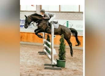 Oldenburg-International (OS), Gelding, 6 years, 16,2 hh, Black