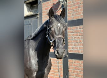 Oldenburg-International (OS), Gelding, 6 years, 16,2 hh, Black
