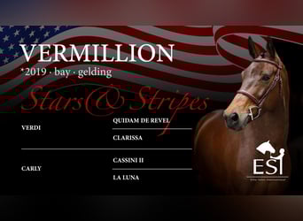 Oldenburg-International (OS), Gelding, 6 years, 16,2 hh, Brown