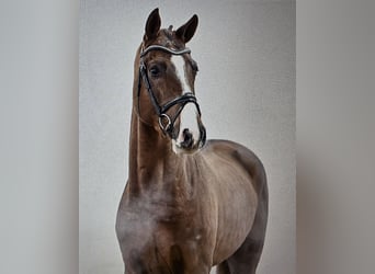 Oldenburg-International (OS), Gelding, 6 years, 16,2 hh, Chestnut