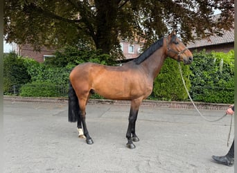 Oldenburg-International (OS), Gelding, 6 years, 16,3 hh, Brown
