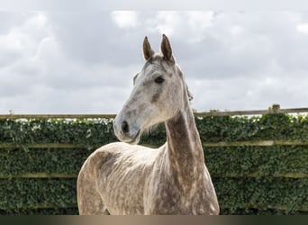 Oldenburg-International (OS), Gelding, 6 years, 17.1 hh, Grey