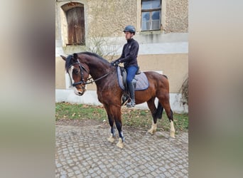 Oldenburg-International (OS), Gelding, 6 years, 17 hh, Brown