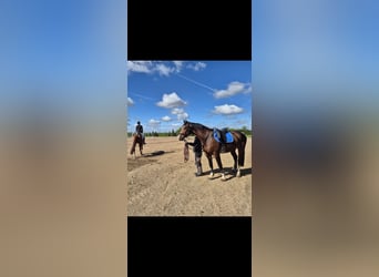 Oldenburg-International (OS), Gelding, 6 years, 17 hh, Brown