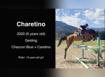 Oldenburg-International (OS), Gelding, 6 years, 17 hh, Brown