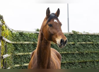 Oldenburg-International (OS), Gelding, 6 years, 17 hh, Brown