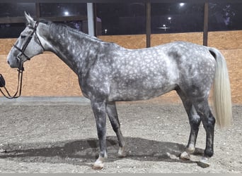Oldenburg-International (OS), Gelding, 6 years, 17 hh, Grey