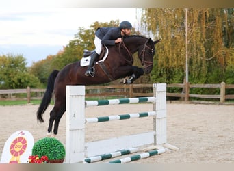 Oldenburg-International (OS), Gelding, 6 years, Black