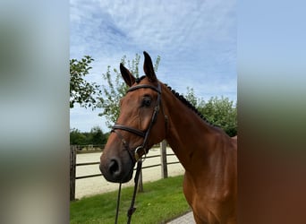 Oldenburg-International (OS), Gelding, 6 years, Brown
