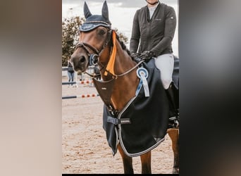Oldenburg-International (OS), Gelding, 7 years, 15,2 hh, Brown