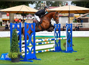 Oldenburg-International (OS), Gelding, 7 years, 16.1 hh, Brown