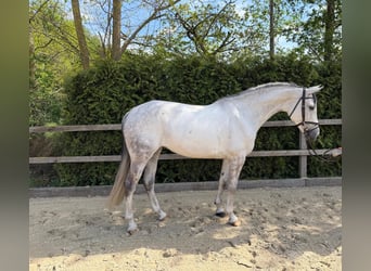 Oldenburg-International (OS), Gelding, 7 years, 16.1 hh, Grey