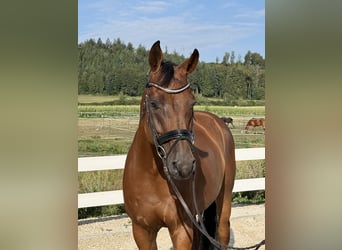 Oldenburg-International (OS), Gelding, 7 years, 16.2 hh, Brown