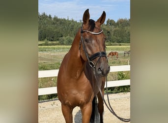 Oldenburg-International (OS), Gelding, 7 years, 16.2 hh, Brown