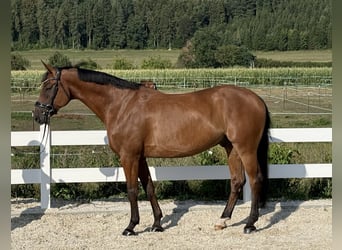 Oldenburg-International (OS), Gelding, 7 years, 16.2 hh, Brown