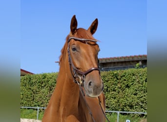 Oldenburg-International (OS), Gelding, 7 years, 16.2 hh, Chestnut-Red