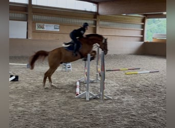 Oldenburg-International (OS), Gelding, 7 years, 16.2 hh, Chestnut-Red