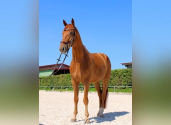 Oldenburg-International (OS), Gelding, 7 years, 16.2 hh, Chestnut-Red