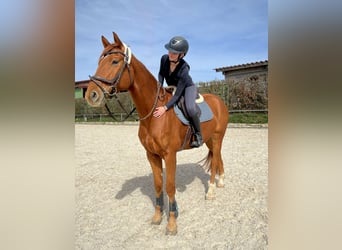 Oldenburg-International (OS), Gelding, 7 years, 16.2 hh, Chestnut-Red