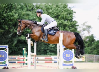 Oldenburg-International (OS), Gelding, 7 years, 16 hh, Bay-Dark