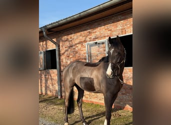Oldenburg-International (OS), Gelding, 7 years, 16 hh, Black