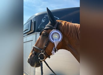 Oldenburg-International (OS), Gelding, 7 years, 16 hh, Chestnut-Red