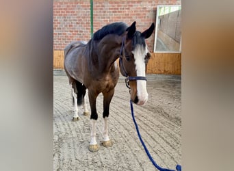 Oldenburg-International (OS), Gelding, 7 years, 16,1 hh, Bay-Dark