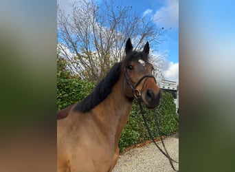 Oldenburg-International (OS), Gelding, 7 years, 16,1 hh, Brown