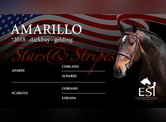 Oldenburg-International (OS), Gelding, 7 years, 16,1 hh