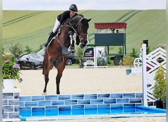 Oldenburg-International (OS), Gelding, 7 years, 16,2 hh, Bay-Dark