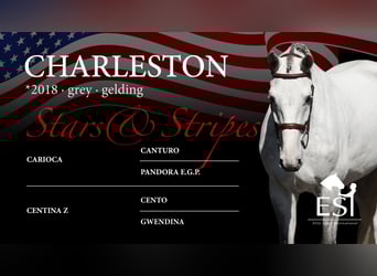 Oldenburg-International (OS), Gelding, 7 years, 16,2 hh, Gray