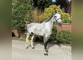 Oldenburg-International (OS), Gelding, 7 years, 16,2 hh, Grey-Dapple