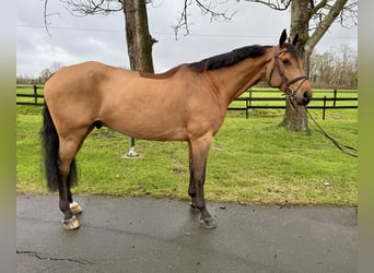 Oldenburg-International (OS), Gelding, 7 years, 16,3 hh, Brown