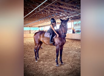 Oldenburg-International (OS), Gelding, 7 years, 17.2 hh, Bay-Dark