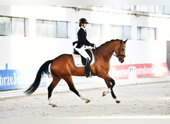 Oldenburg-International (OS), Gelding, 7 years, 17 hh, Chestnut-Red