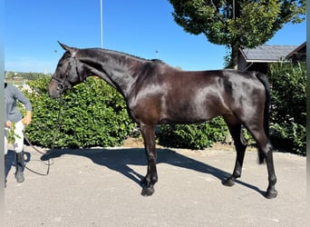 Oldenburg-International (OS), Gelding, 7 years, 17,1 hh, Black