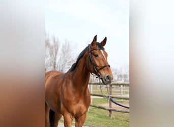 Oldenburg-International (OS), Gelding, 7 years, Brown